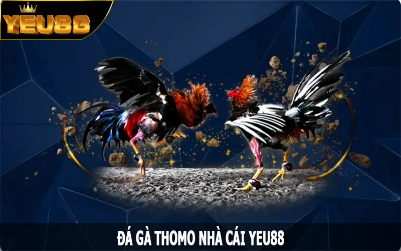 Đá Gà Thomo - Khám Phá Khu Vực Giải Trí Có Tiếng Ở Châu Á