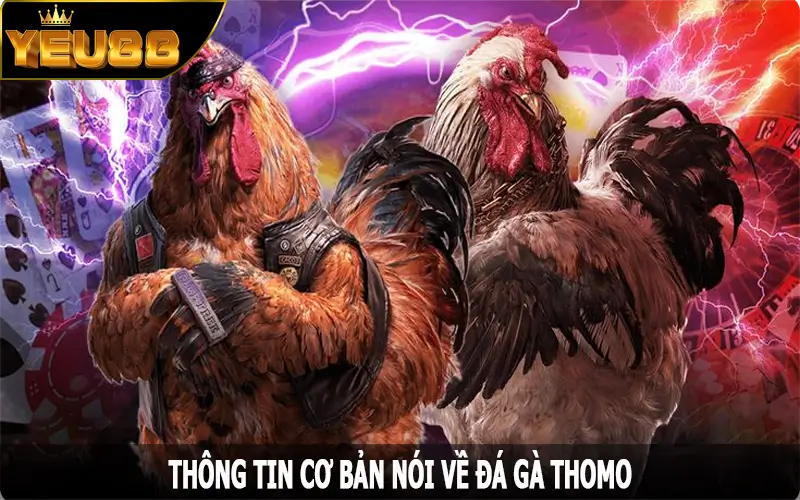 Thông tin cơ bản nói về đá gà Thomo