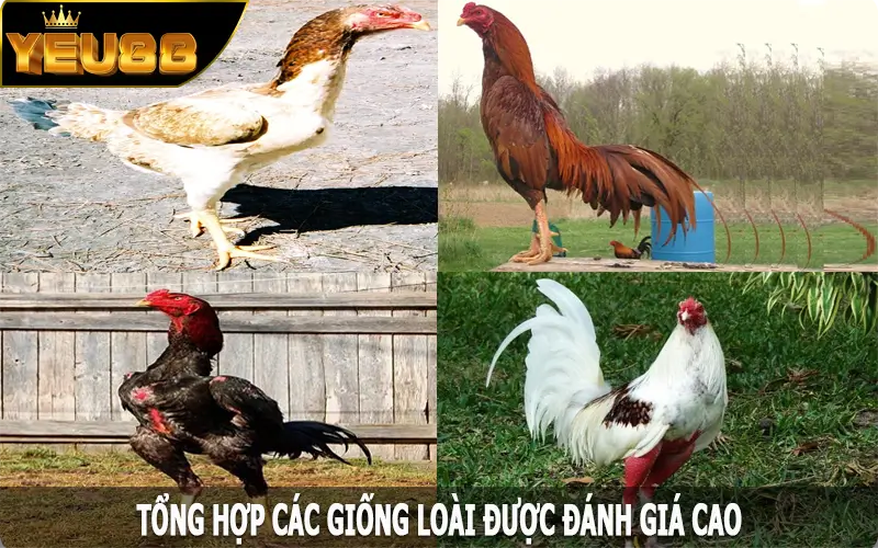 Tổng hợp các giống loài được đánh giá cao