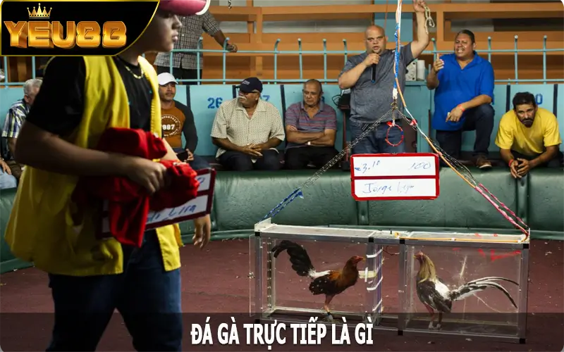 Đá gà trực tiếp là gì?