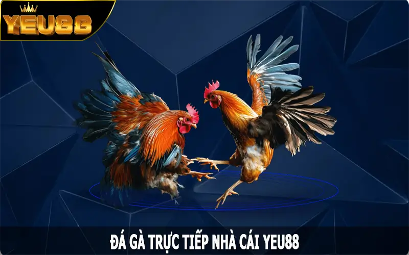 Đá Gà Trực Tiếp - Trải Nghiệm Bộ Môn Chọi Gà HấP Dẫn Yeu88