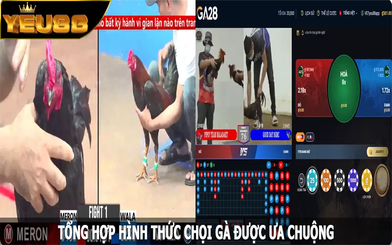 Tổng hợp hình thức chọi gà được ưa chuộng hiện nay